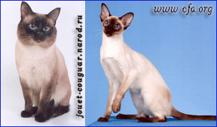 Тайская и сиамская порода кошек