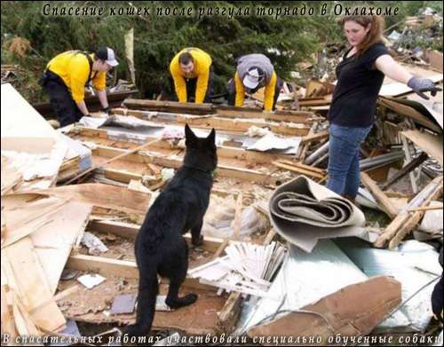 Спасение кошек после разгула торнадо в Оклахоме