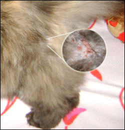 Аллергия на блох у кошки - аллергический блошиный дерматит
