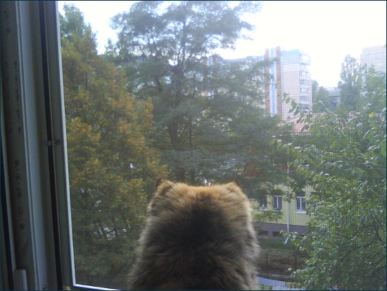 кошка на балконе