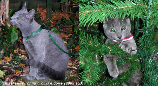 Кот Толли – модель для Topiary Cat