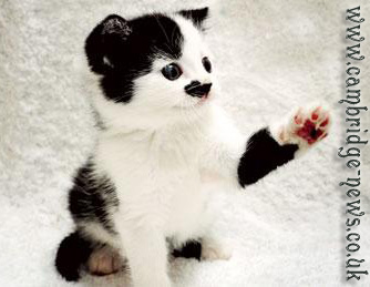 Китлер (Kitler)