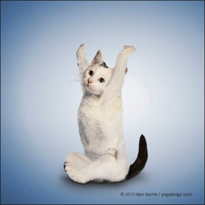 Асаны йоги в исполнении кошек