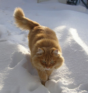 Домашние Сибирские кошки. Алтай.