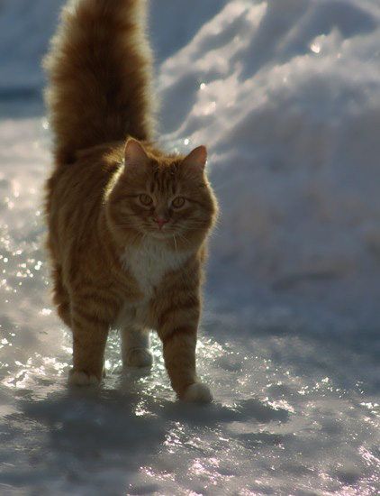 Домашние Сибирские кошки.