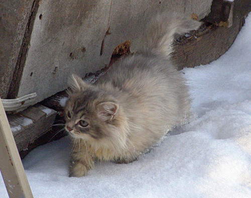 Домашние Сибирские кошки. Алтай.