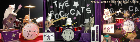 оркестр кошек The RockCats