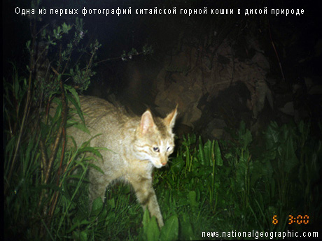 Одна из первых фотографий китайской горной кошки в дикой природе