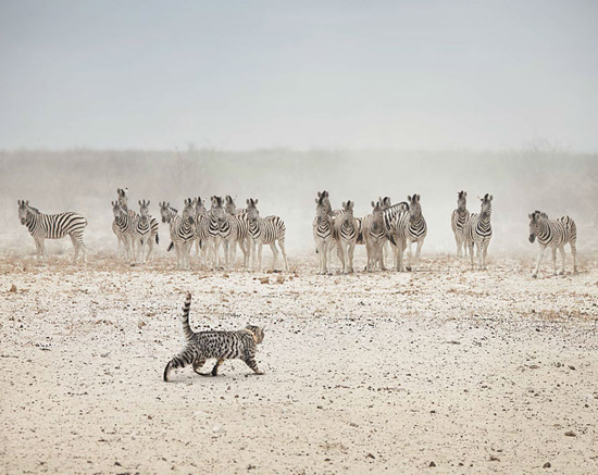 Big Cat, Small Cat – приключение домашней кошки в Африке
