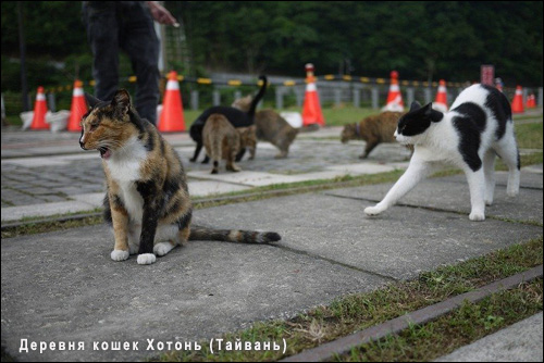 Деревня кошек Хотонь (Тайвань)