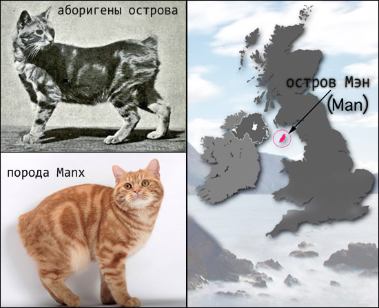 Мэнкс - бесхвостые кошки острова Мэн