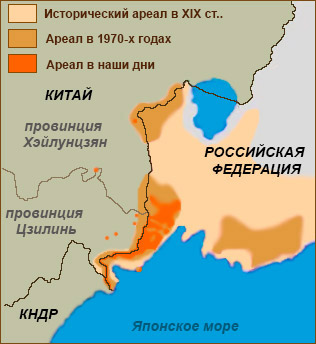 Дальневосточный леопард карта обитания