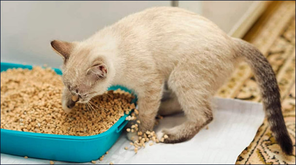 Уборщик года! Древесный наполнитель