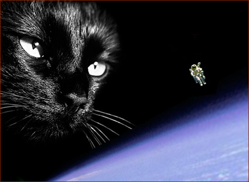Кошки и Космос