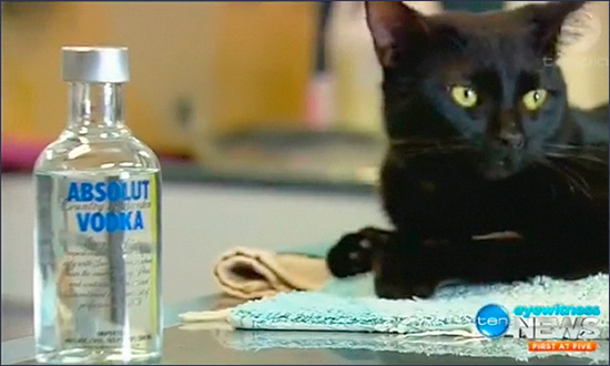 cat Tipsy спасенный водкой