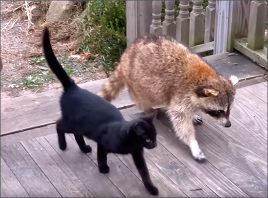 Дружба слепого енота и кошек