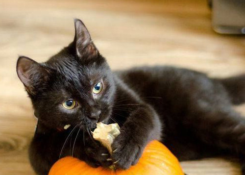 Хэллоуин и черная кошка