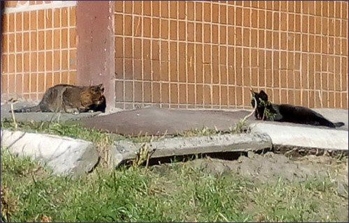 Солнечные кошки осени