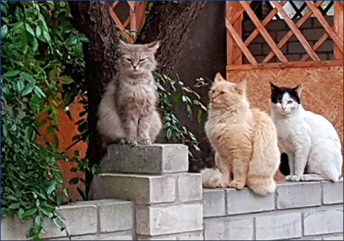 Дворовые кошки