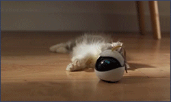 Ebo робот для кошек