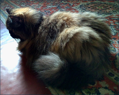 Персидская кошка с роскошной шубкой