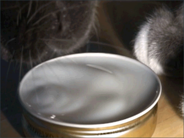 Как пьет кошка