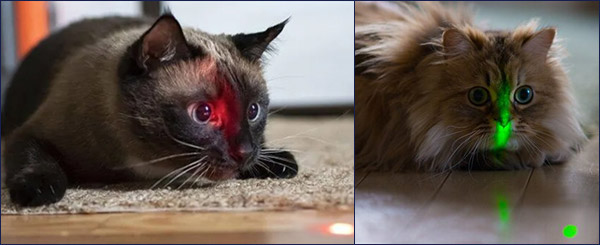 Лазерная указка и кошка