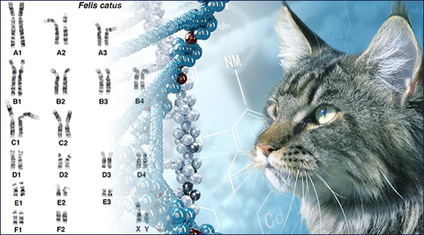 Генетика кошки