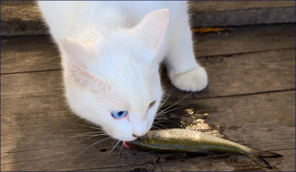 Кошка и рыба