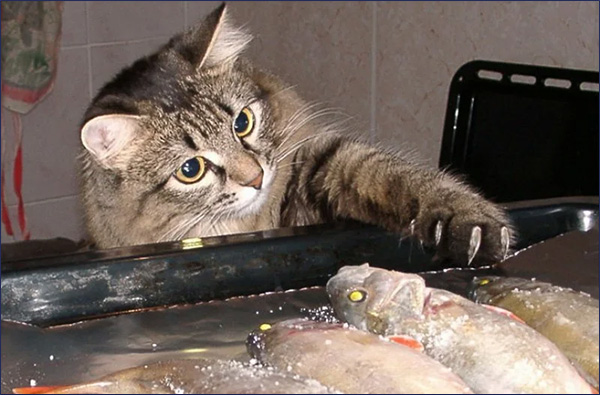 Кошки и рыба