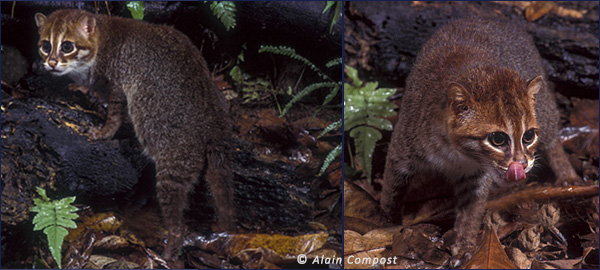 Суматранская кошка (Prionailurus planiceps)