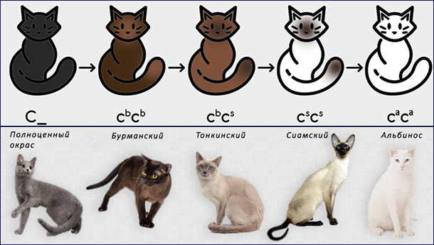 Акромеланизм у кошек