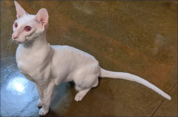Кошка альбинос