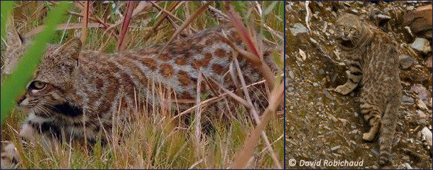 Leopardus garleppi