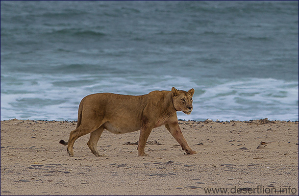 Пустынные львы Намибиии