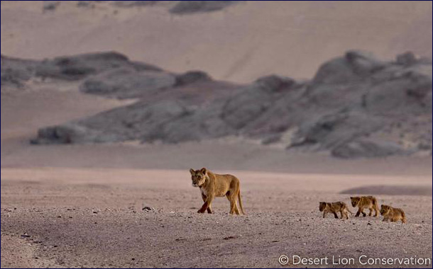 Пустынные львы Намибии