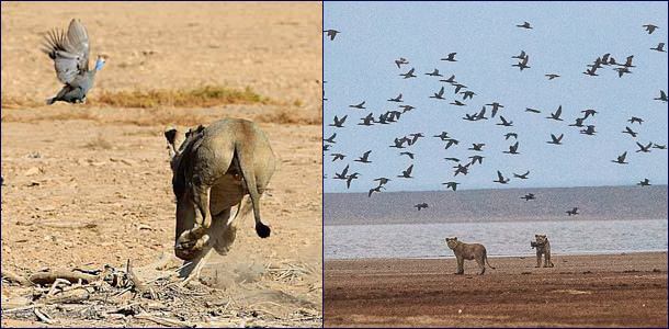 Пустынные львы Намибии