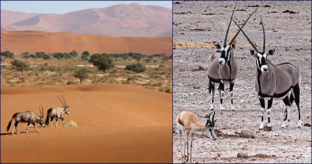Ориксы в пустыне Намиб
