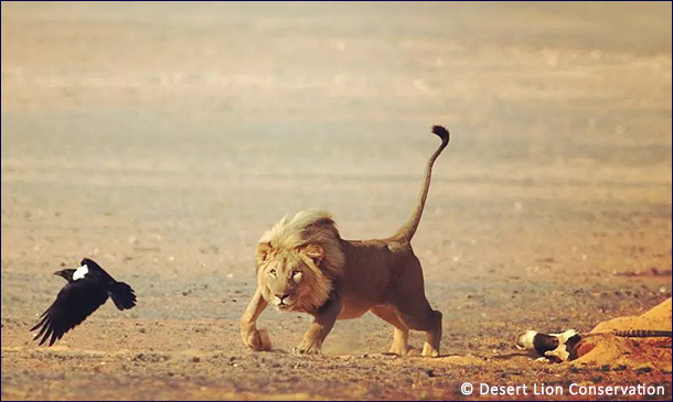 Пустынные львы