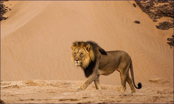 Пустынные львы