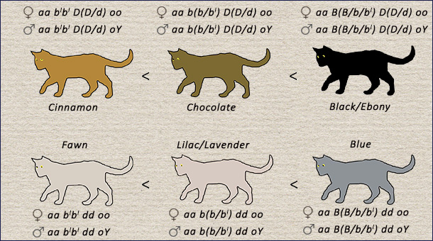 Генетика сплошных окрасов кошек
