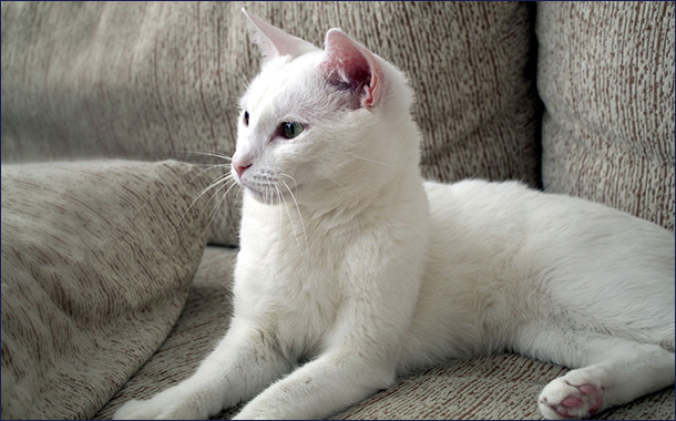 Кошки белого окраса