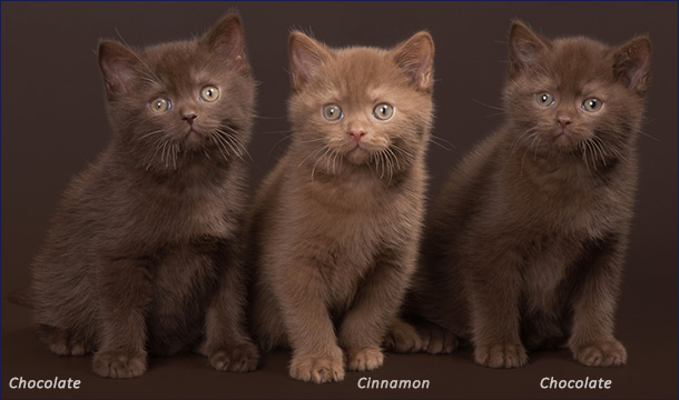 Кошки окраса cinnamon и chocolate