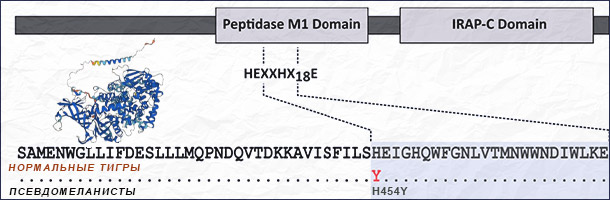Белок с мутацией Taqpep p.H454Y