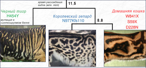 Особенности окраса кошачьих