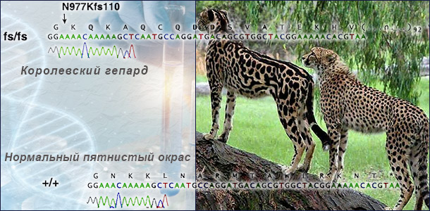 Генетика королевских гепардов
