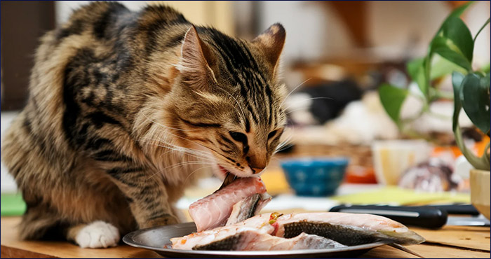 Кошки и рыба
