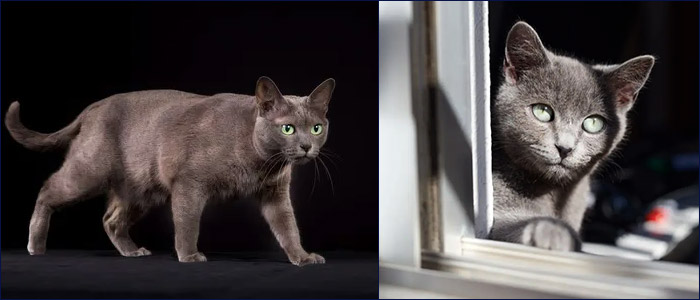 Кошка, которая удивила науку Кошки породы корат